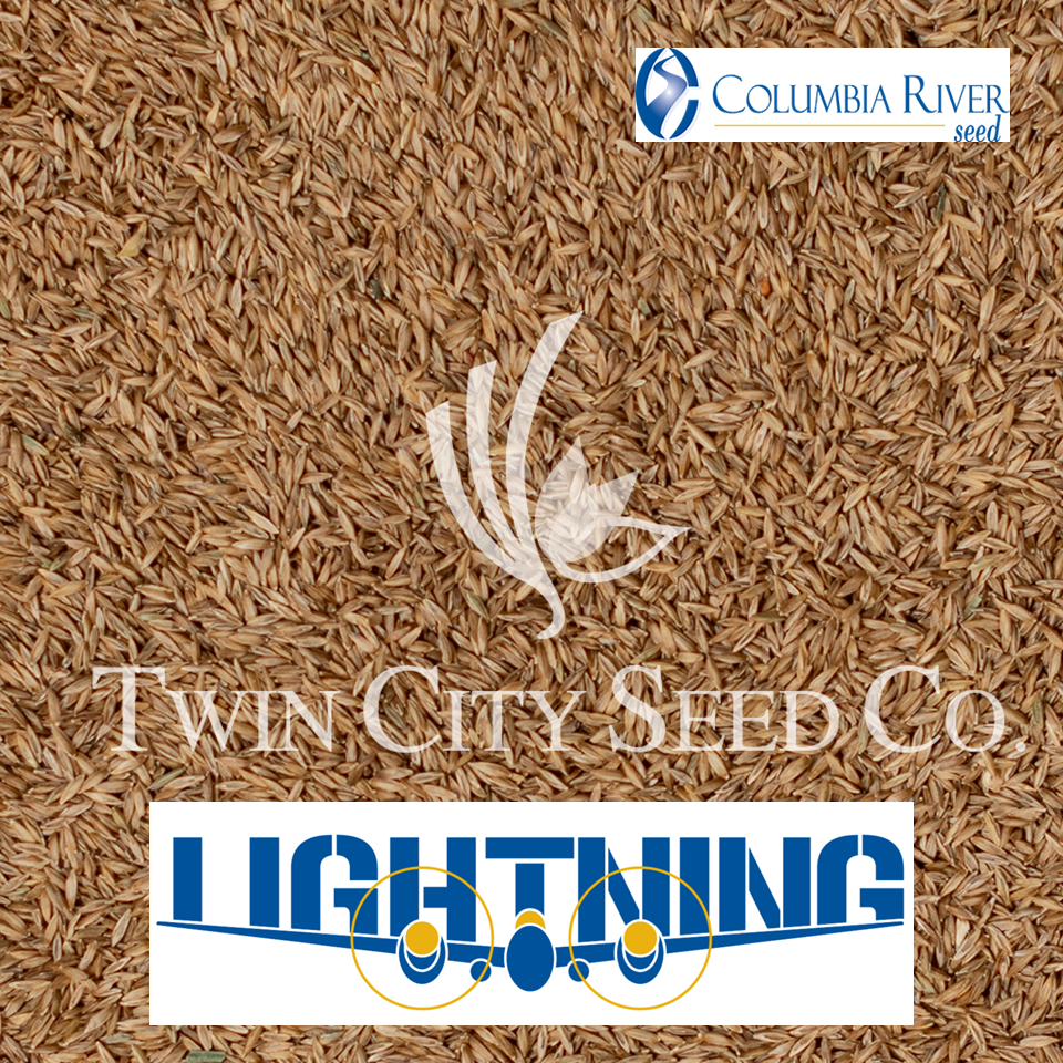 LIGHTNING Kentucky Bluegrass