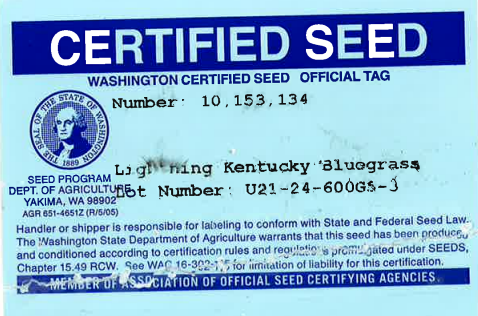 LIGHTNING Kentucky Bluegrass - Image 2