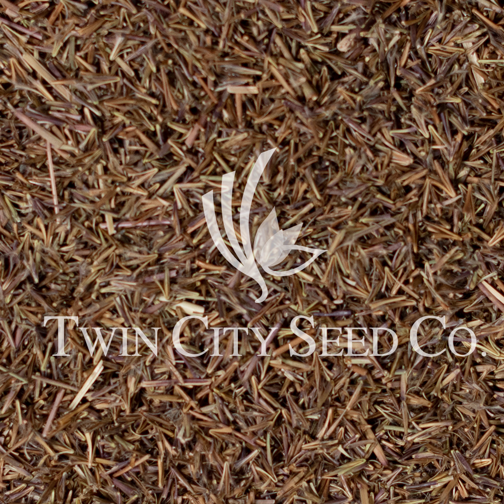 Little Bluestem