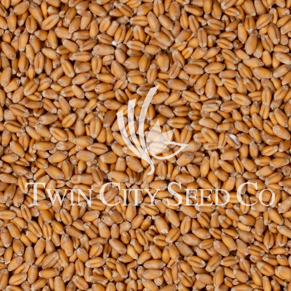 MN DOT 21-112 Winter Wheat