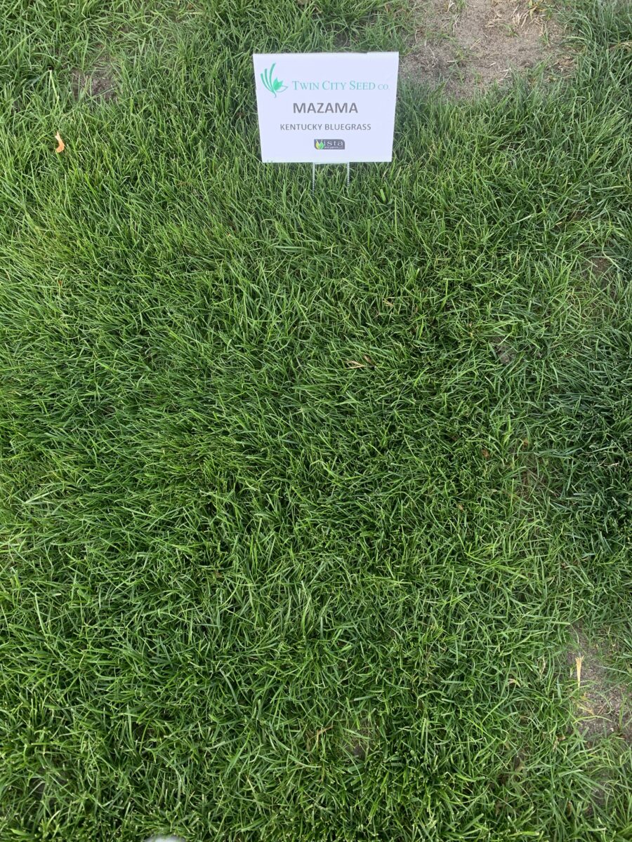 MAZAMA Kentucky Bluegrass - Image 3