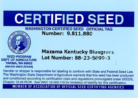 MAZAMA Kentucky Bluegrass - Image 6