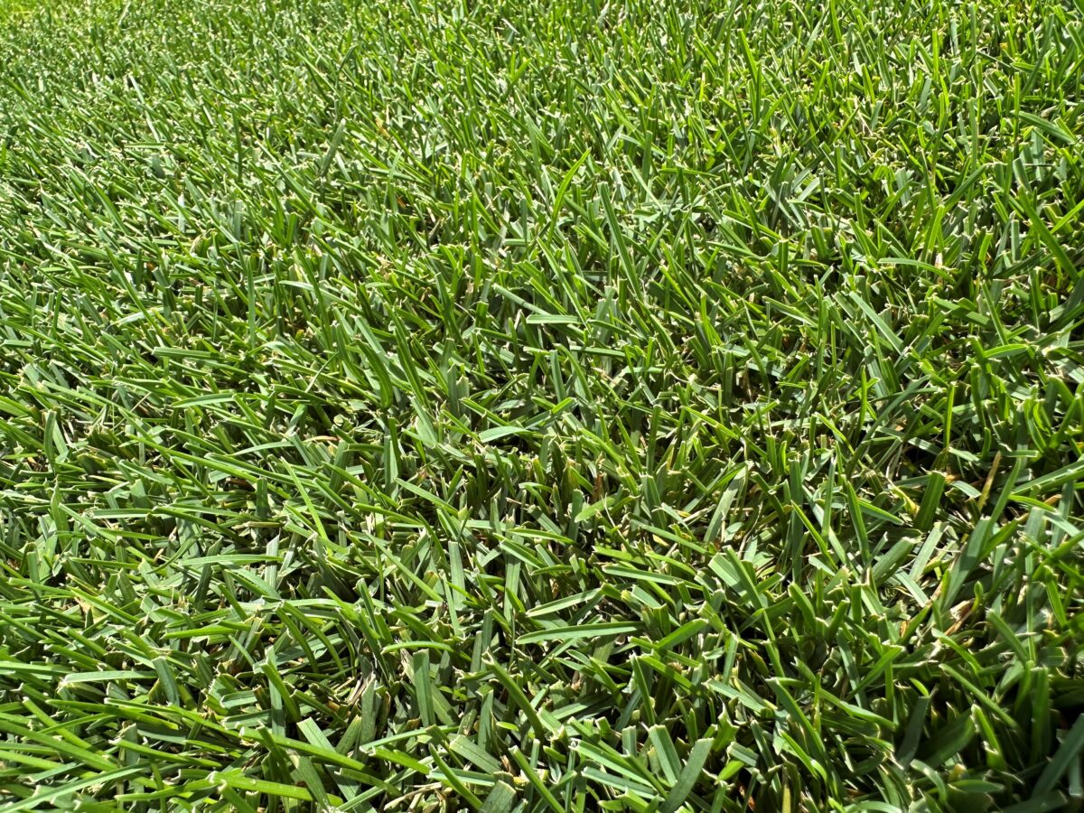MAZAMA Kentucky Bluegrass - Image 5