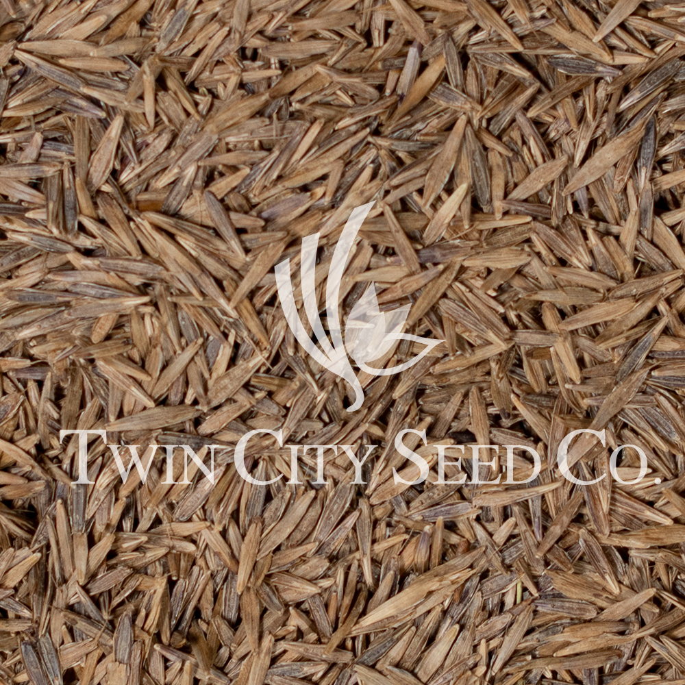 VNS Meadow Bromegrass