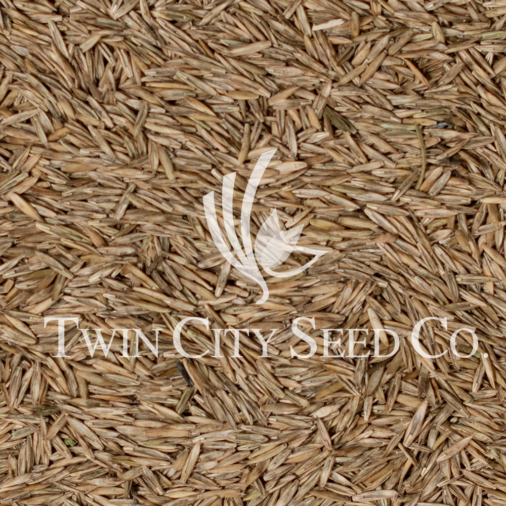 Raskila Meadow Fescue
