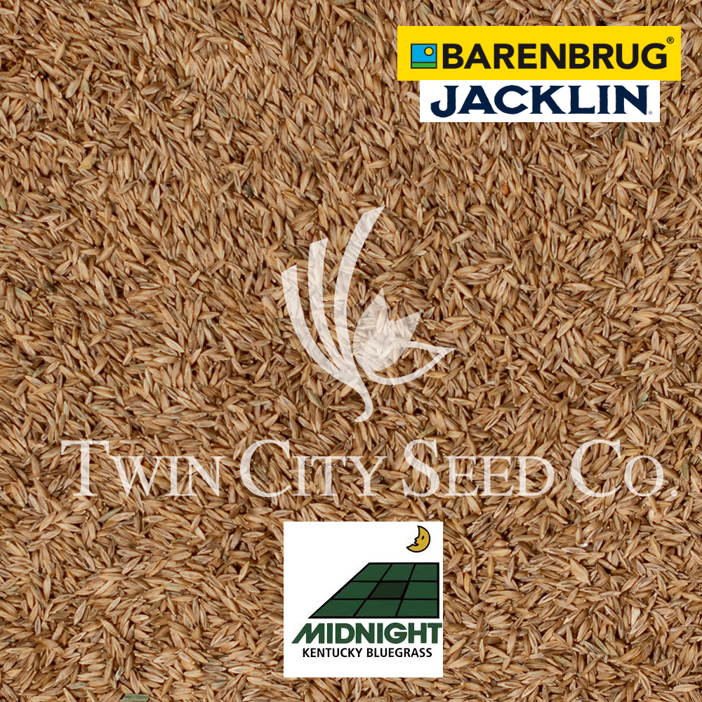 MIDNIGHT Kentucky Bluegrass