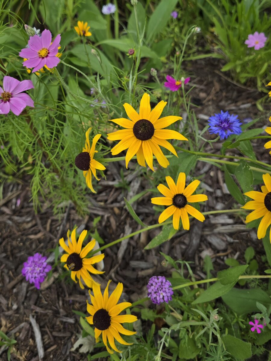 Midwest Wildflower Mixture - Image 7