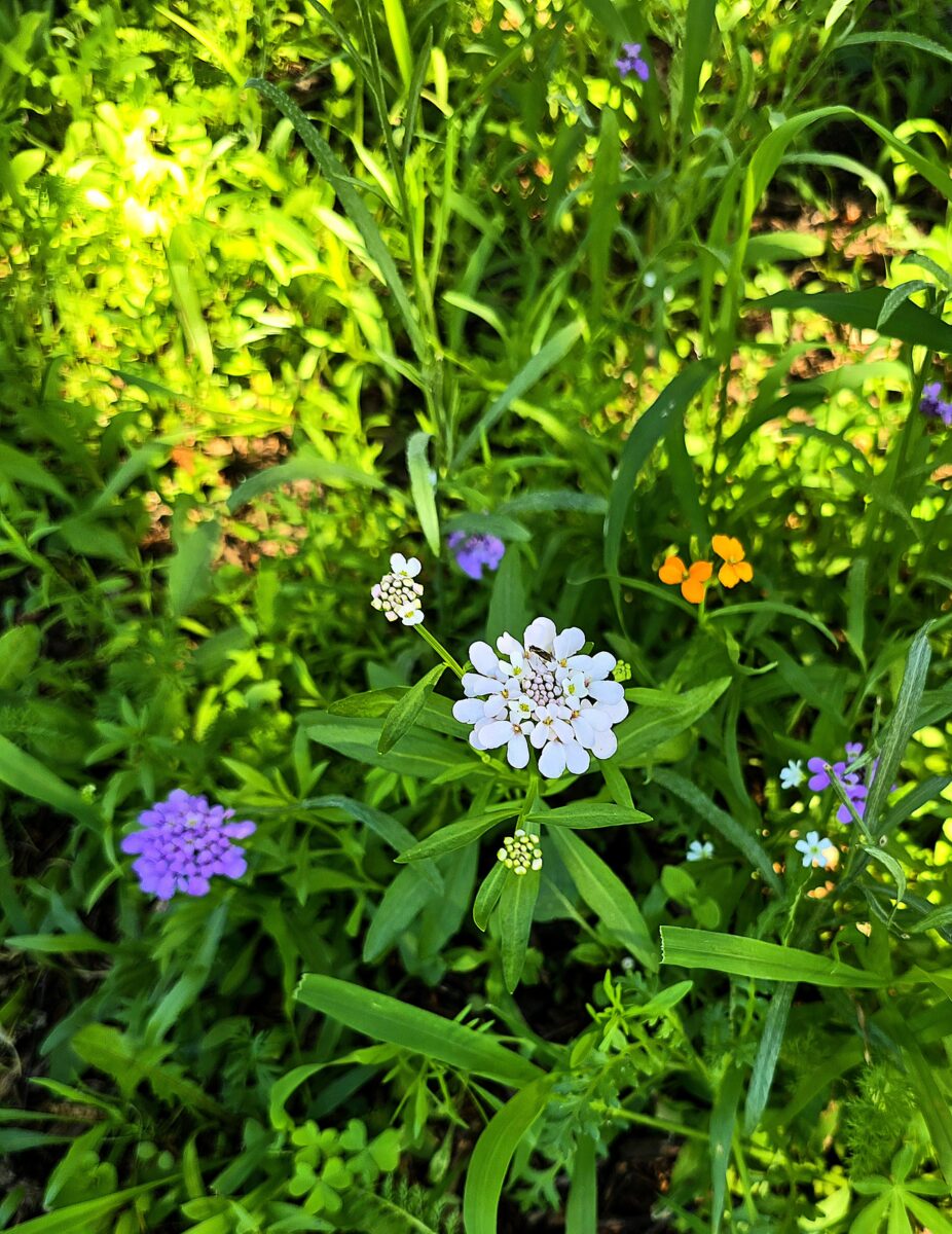 Midwest Wildflower Mixture - Image 9