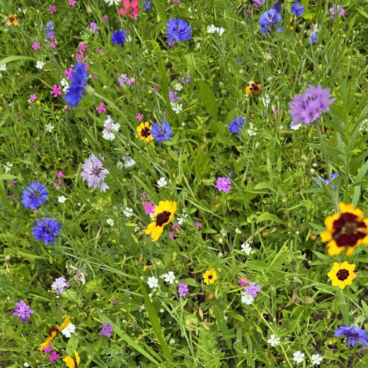 Midwest Wildflower Mixture