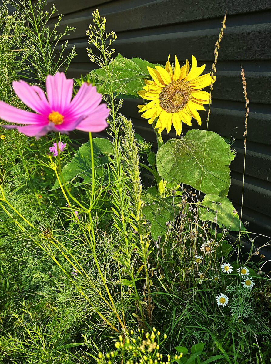 Midwest Wildflower Mixture - Image 11