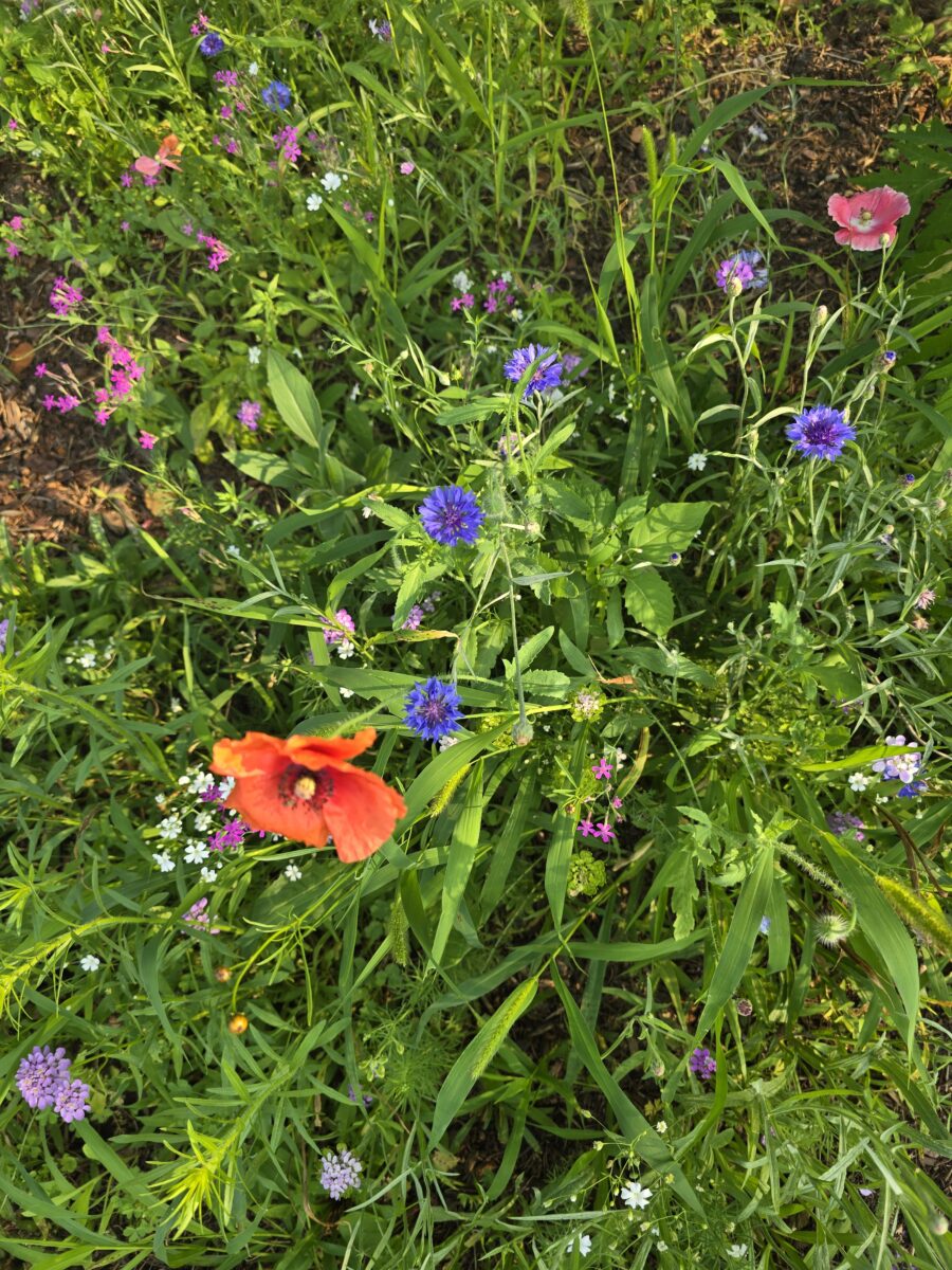 Midwest Wildflower Mixture - Image 12