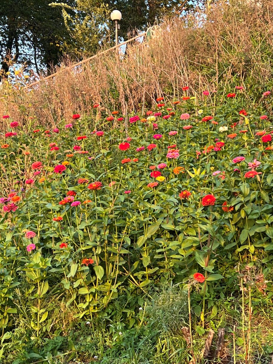 Midwest Wildflower Mixture - Image 13