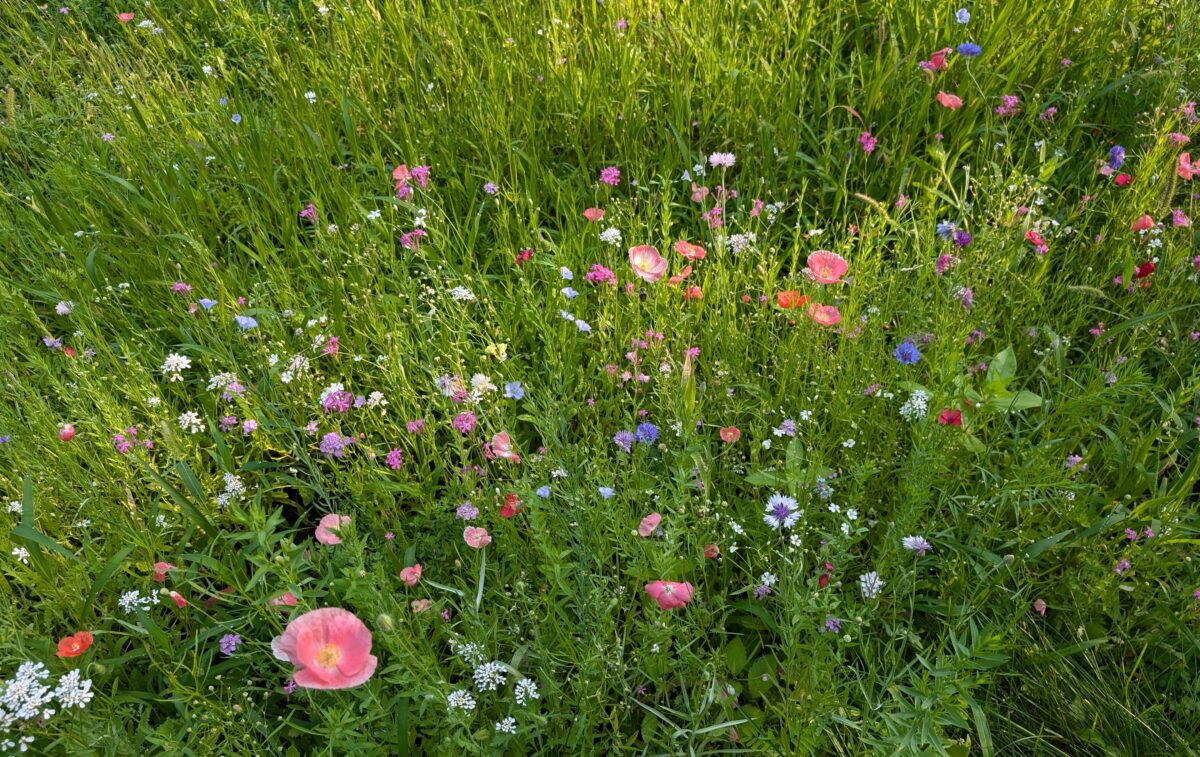 Midwest Wildflower Mixture - Image 2