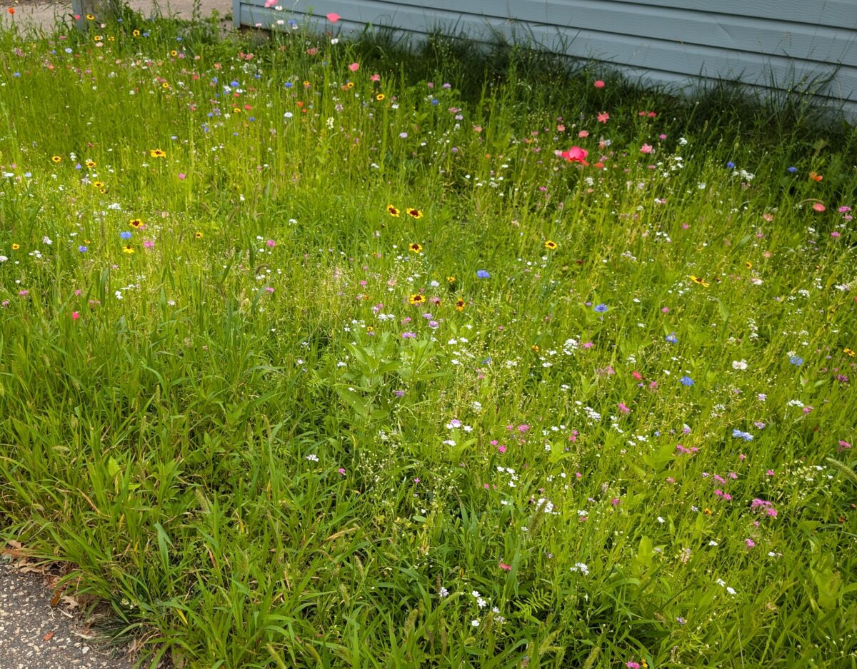Midwest Wildflower Mixture - Image 3
