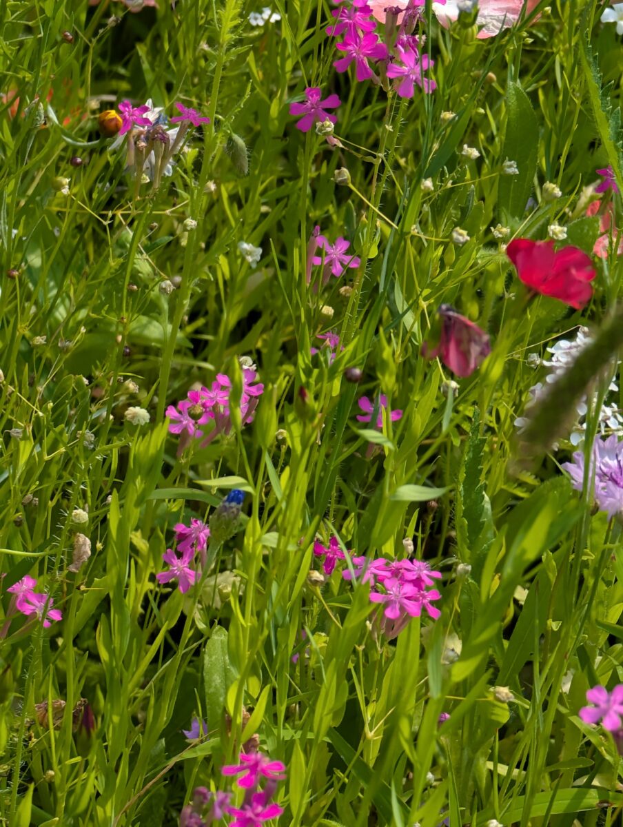 Midwest Wildflower Mixture - Image 4