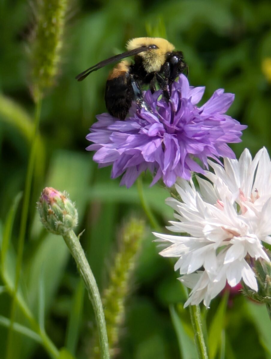 Midwest Wildflower Mixture - Image 5