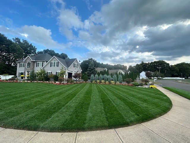 BLUE RESILIENCE Tall Fescue & Kentucky Bluegrass Mixture - Image 21