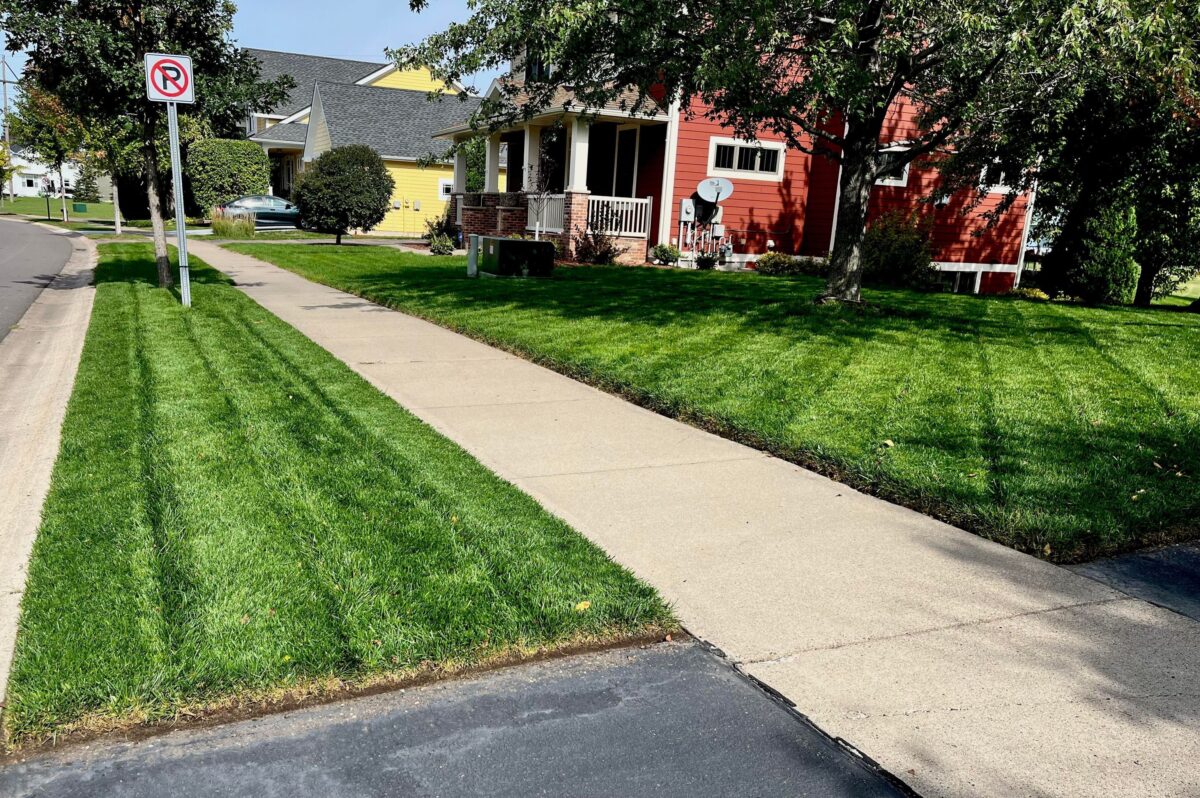 Tuff Turf Lawn Seed Mixture® - Image 5
