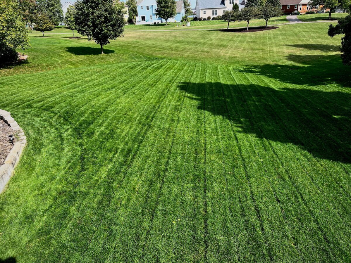 Tuff Turf Lawn Seed Mixture® - Image 6