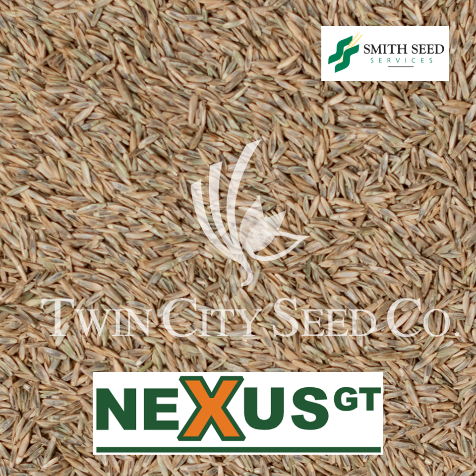 NEXUS GT Perennial Ryegrass