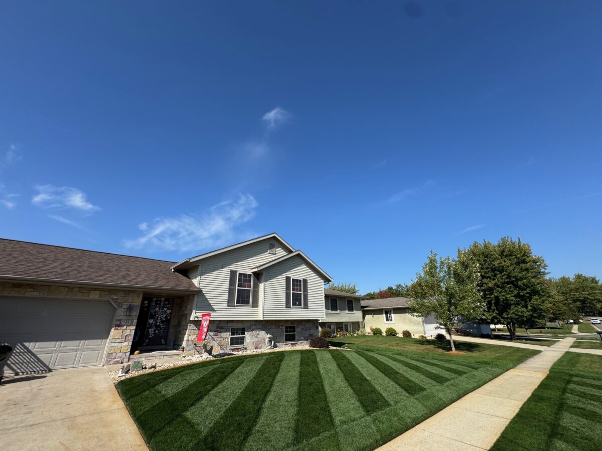 Nightfall Lawn Seed Mixture - Image 4