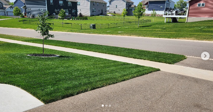 Sun & Shade Lawn Seed Mixture - Image 5