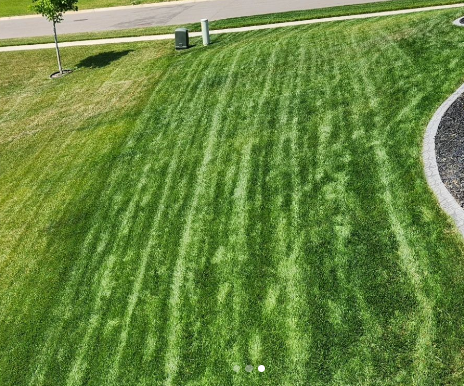 Sun & Shade Lawn Seed Mixture - Image 3