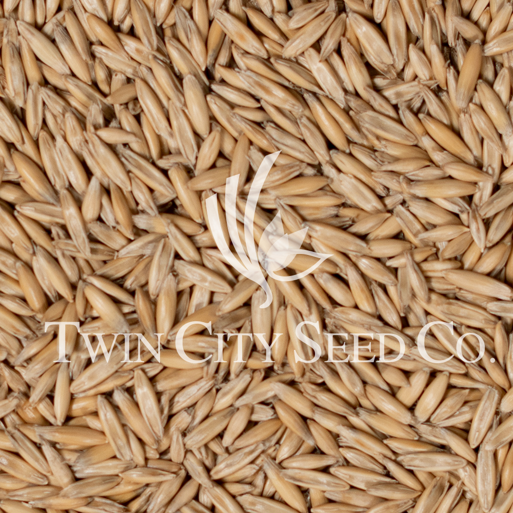 Winter Oats