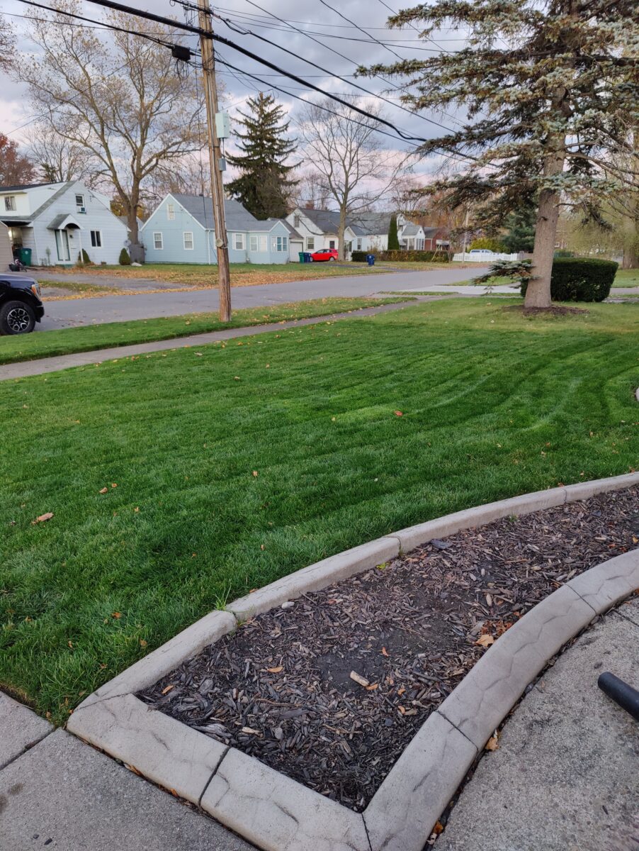 Sun & Shade Lawn Seed Mixture - Image 7