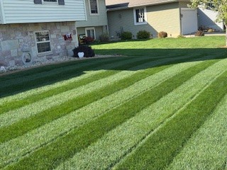 Nightfall Lawn Seed Mixture - Image 7