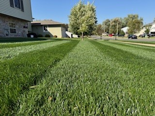 Nightfall Lawn Seed Mixture - Image 3