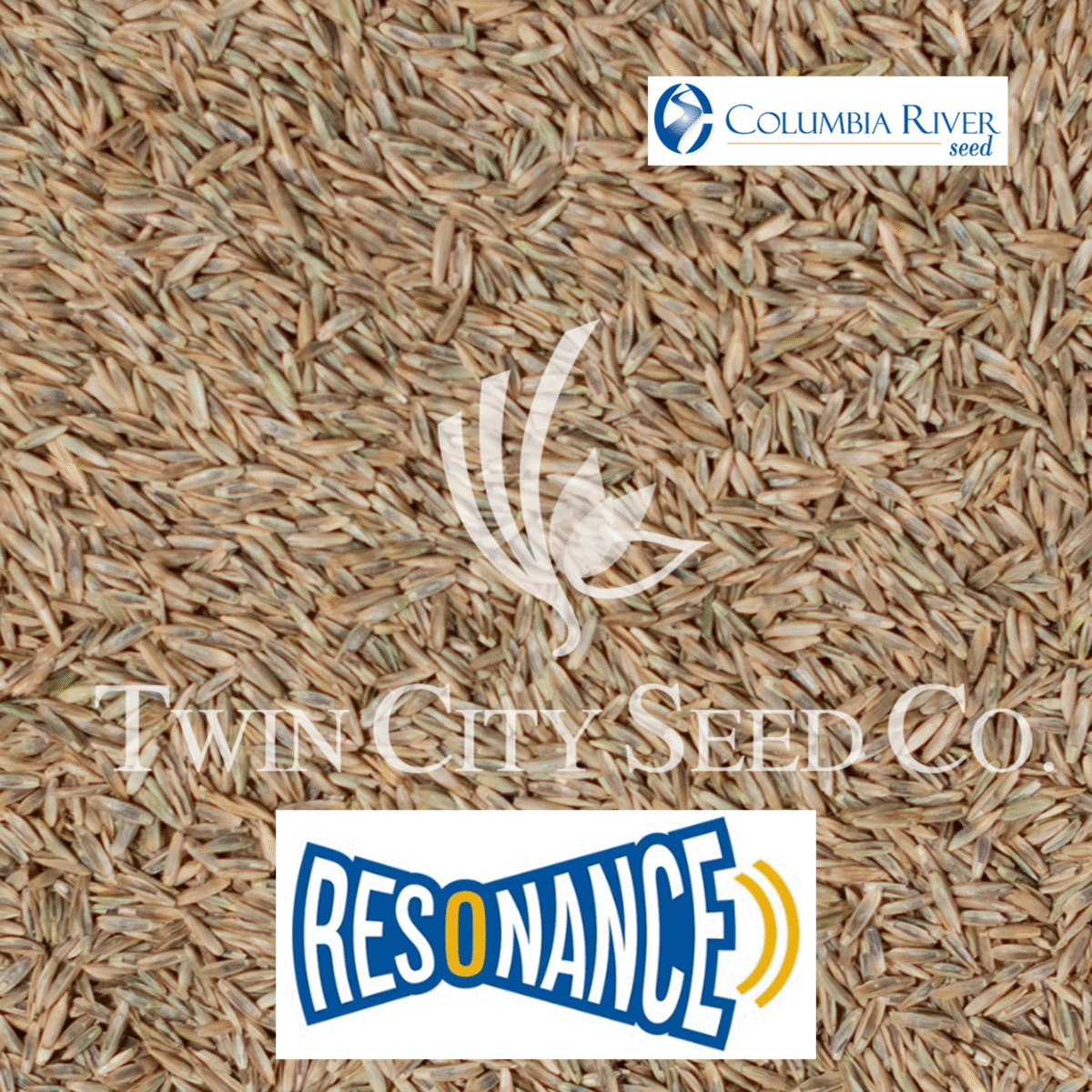RESONANCE Chewings Fescue
