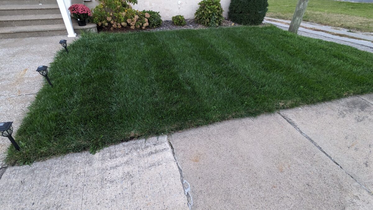 OBSIDIAN Perennial Ryegrass Blend - Image 11