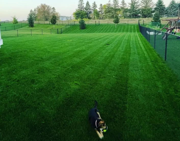 BLUE ENVY™ Elite Kentucky Bluegrass Blend - Image 12