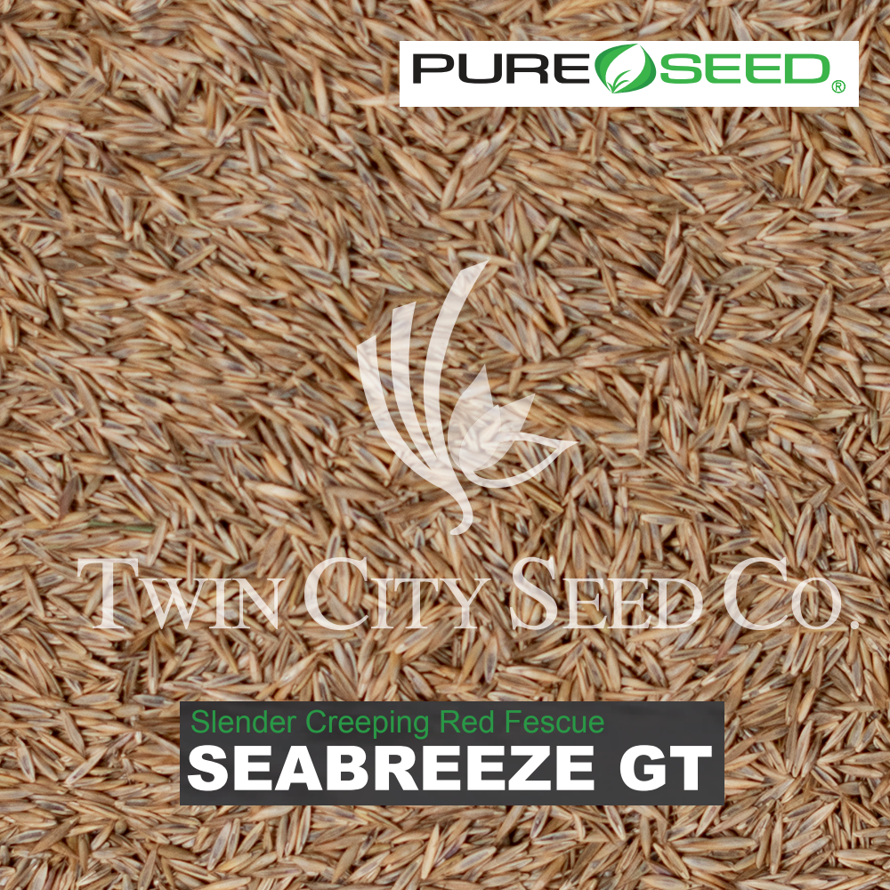 SEABREEZE GT Creeping Red Fescue (Slender)