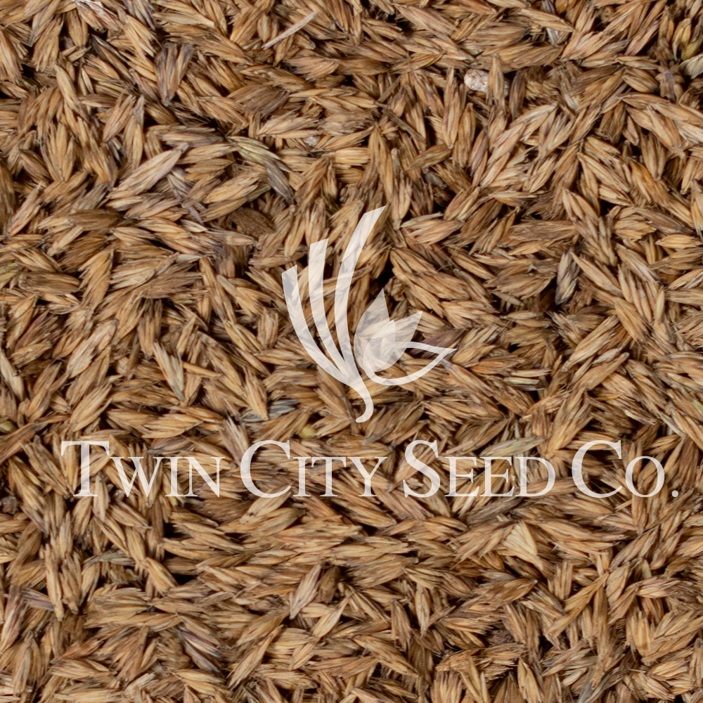 Sideoats Grama