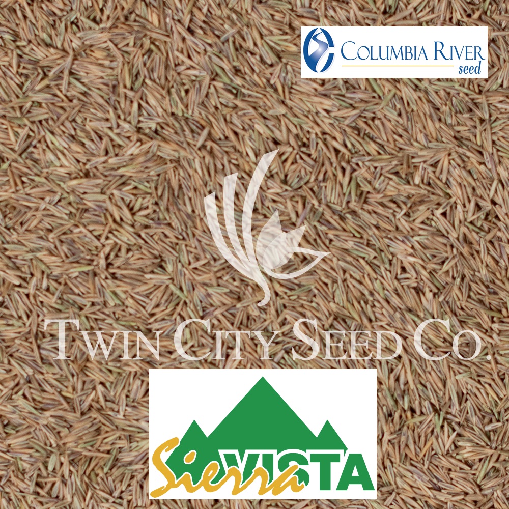 SIERRA VISTA Sheep Fescue