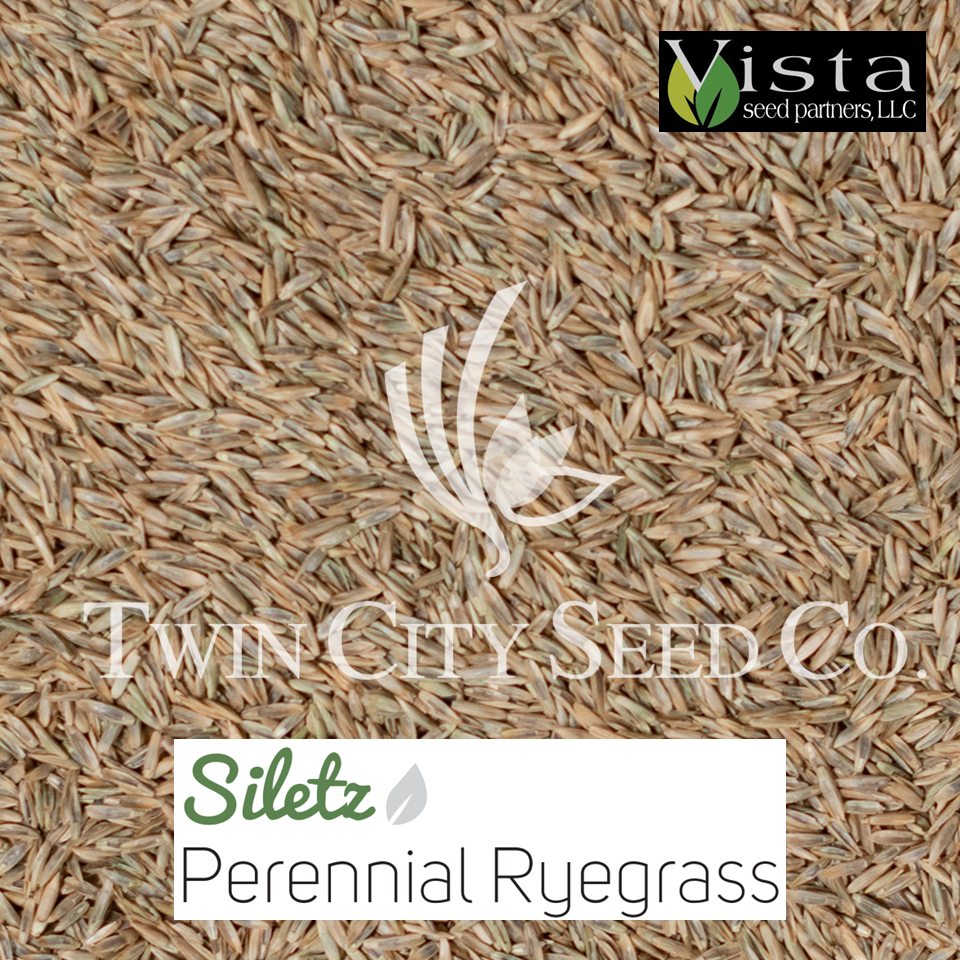 SILETZ Perennial Ryegrass