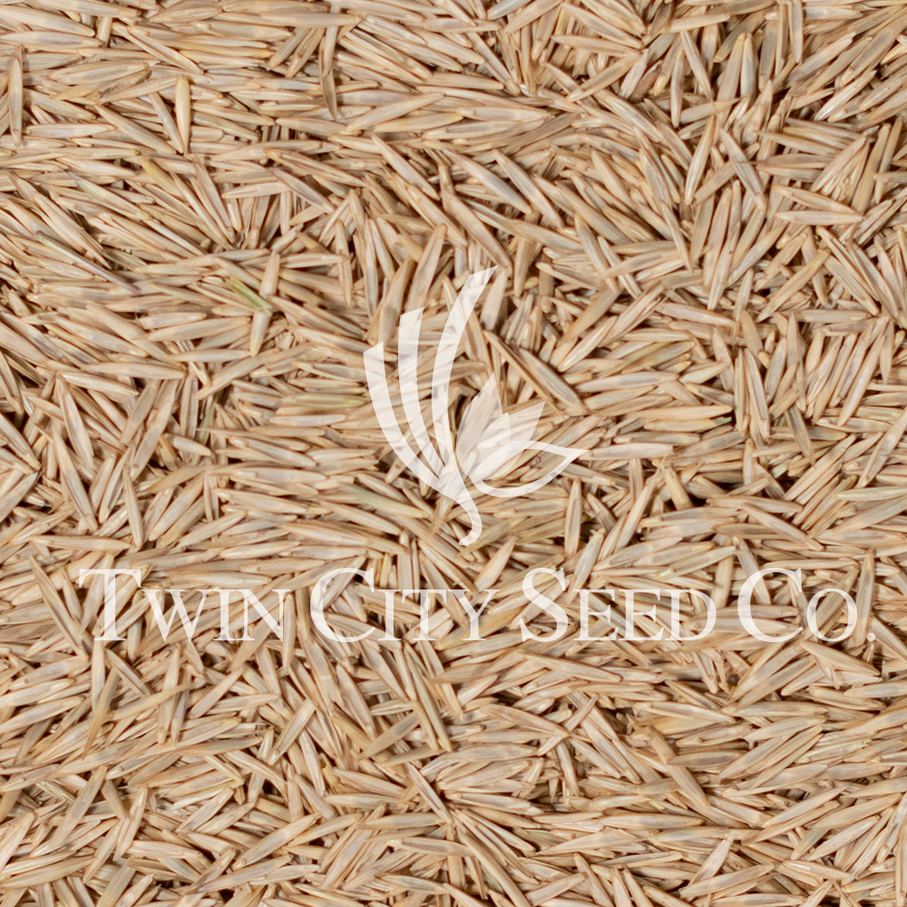 Slender Wheatgrass