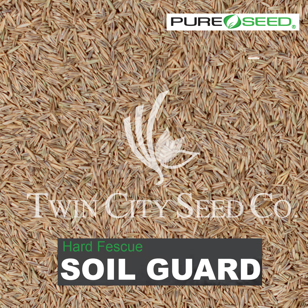 SOIL GUARD Hard Fescue