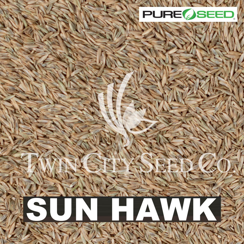 SUN HAWK Perennial Ryegrass