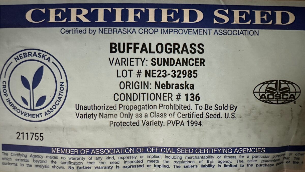 Buffalo Grass - Image 2