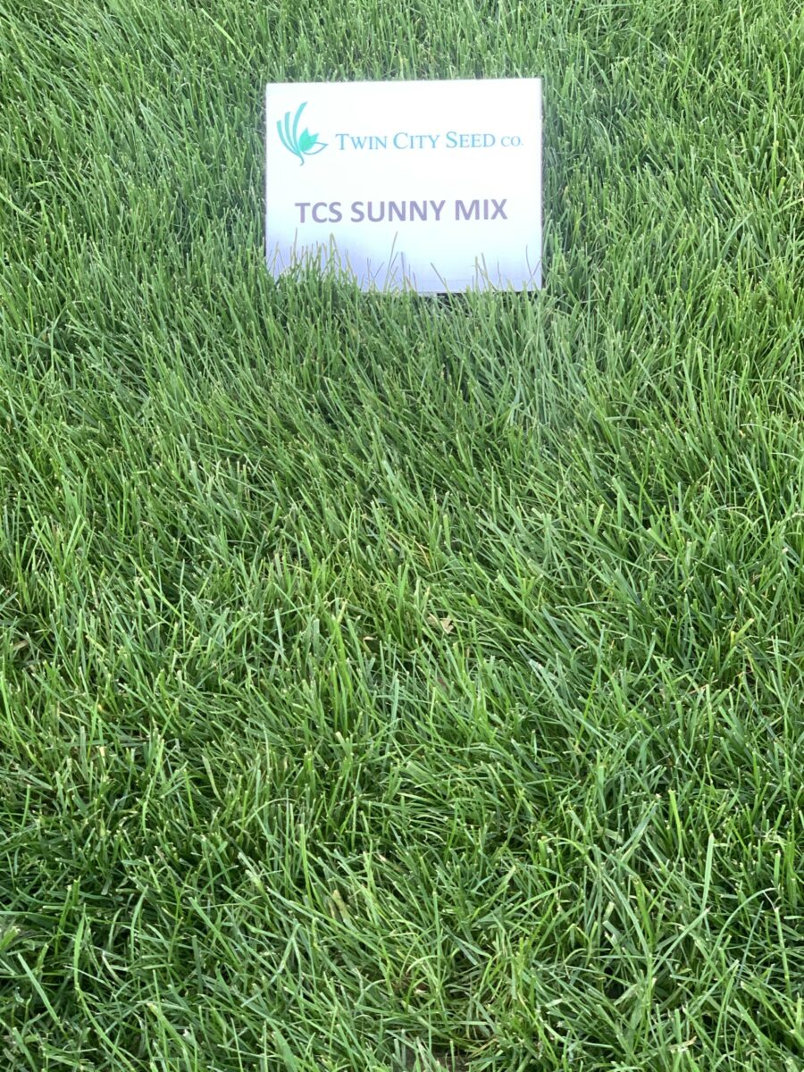 Sunny Lawn Seed Mixture - Image 2