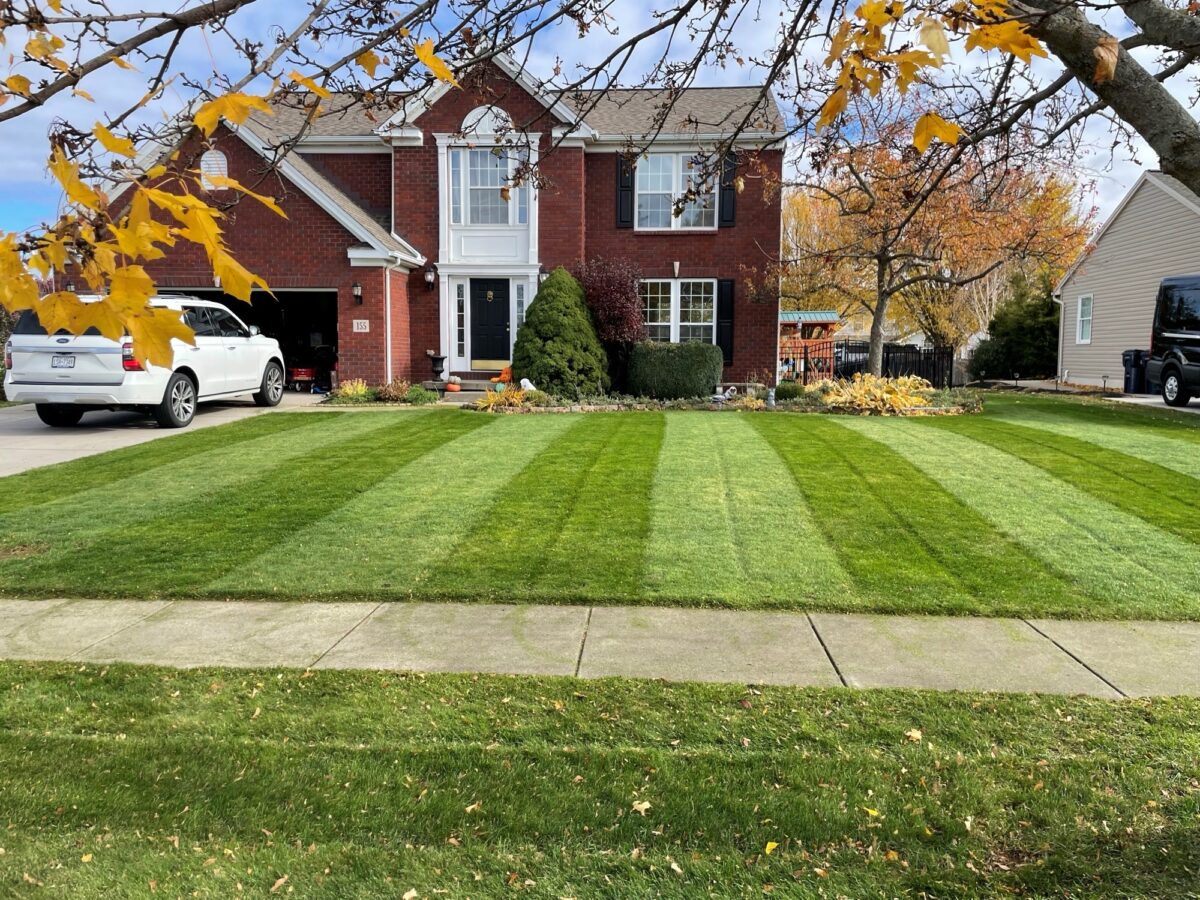 BLUE ENVY™ Elite Kentucky Bluegrass Blend - Image 17