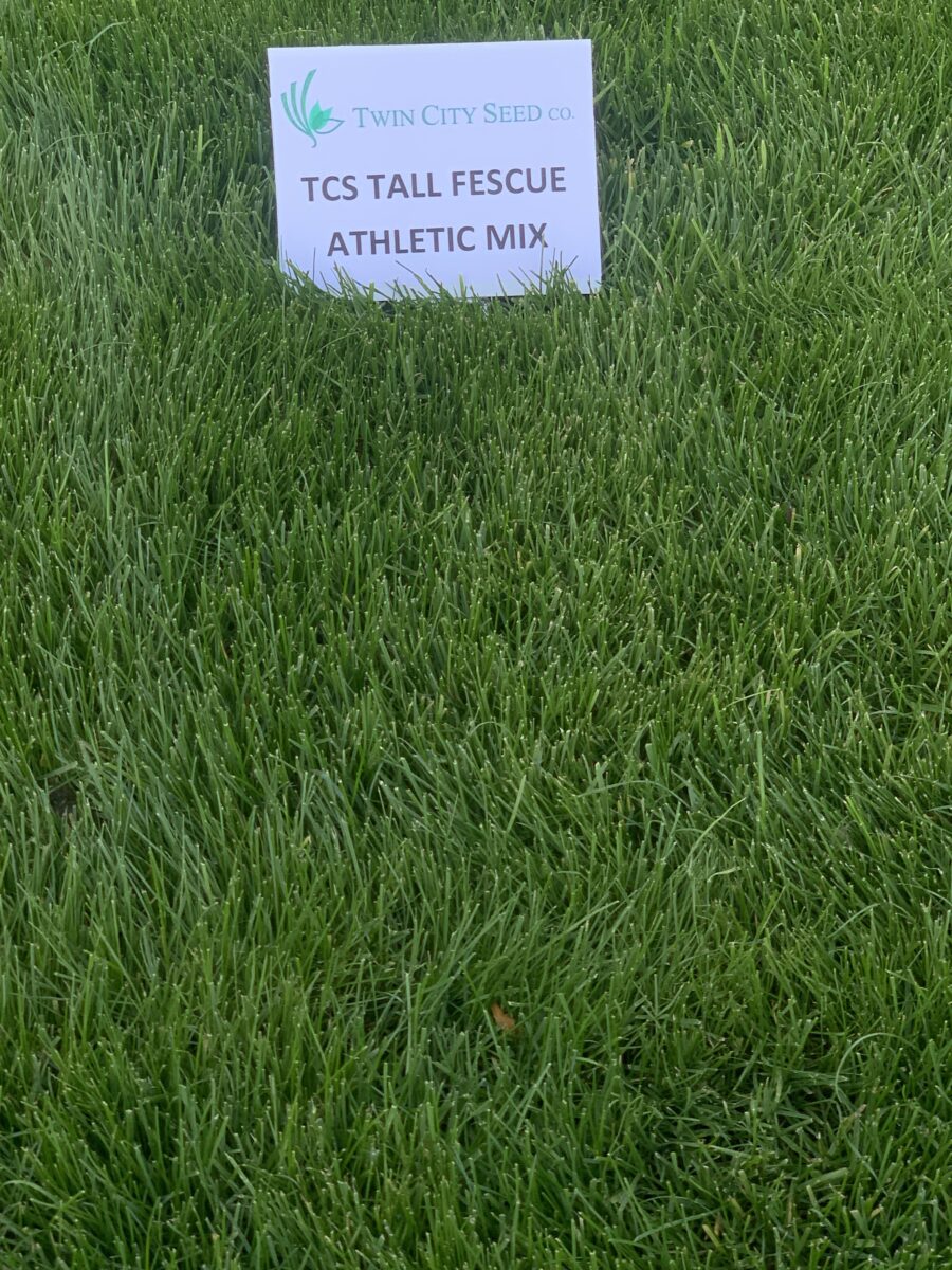 BLUE RESILIENCE Tall Fescue & Kentucky Bluegrass Mixture - Image 12
