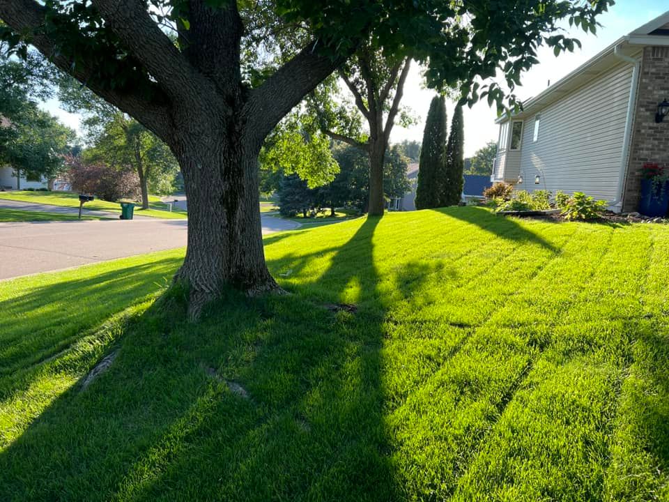 BLUE RESILIENCE Tall Fescue & Kentucky Bluegrass Mixture - Image 16