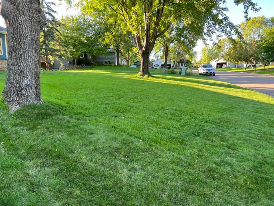 BLUE RESILIENCE Tall Fescue & Kentucky Bluegrass Mixture - Image 17