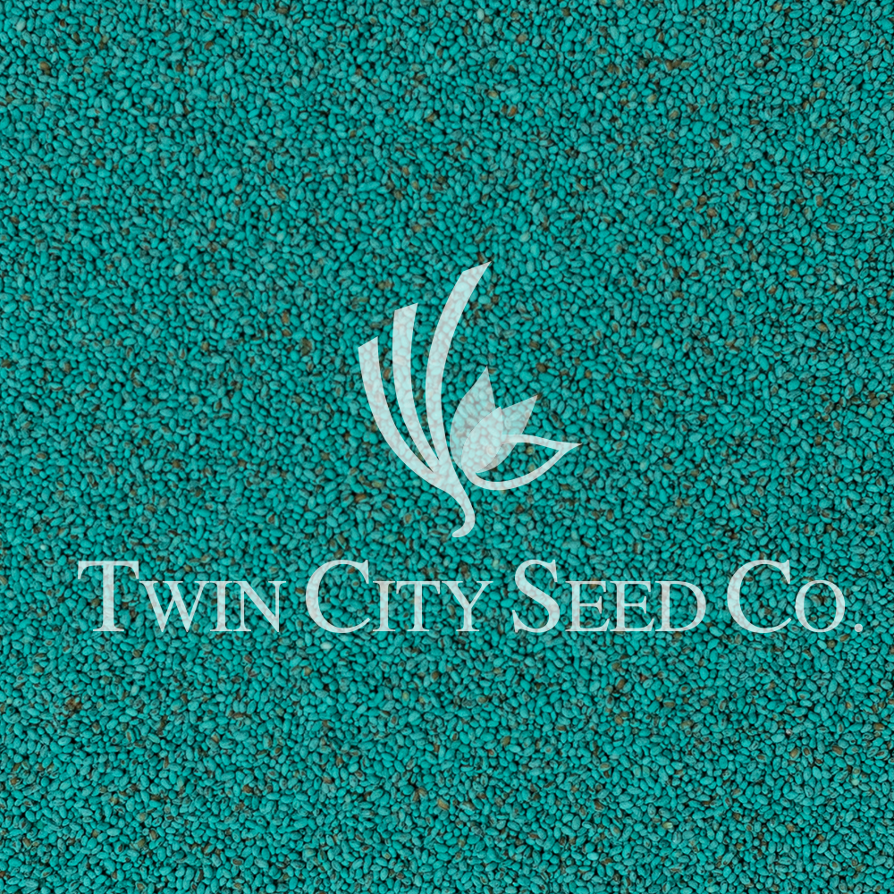 Teff Grass (Coated)
