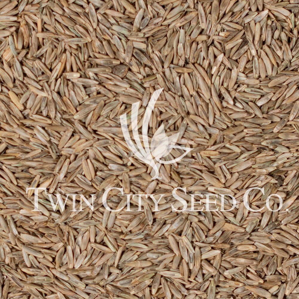 Tetraploid VNS Annual Ryegrass