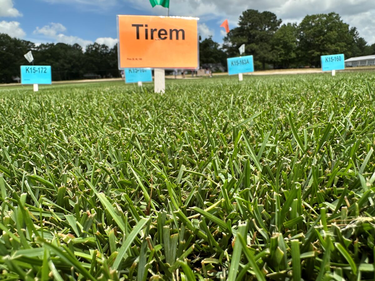 TIREM Kentucky Bluegrass - Image 2